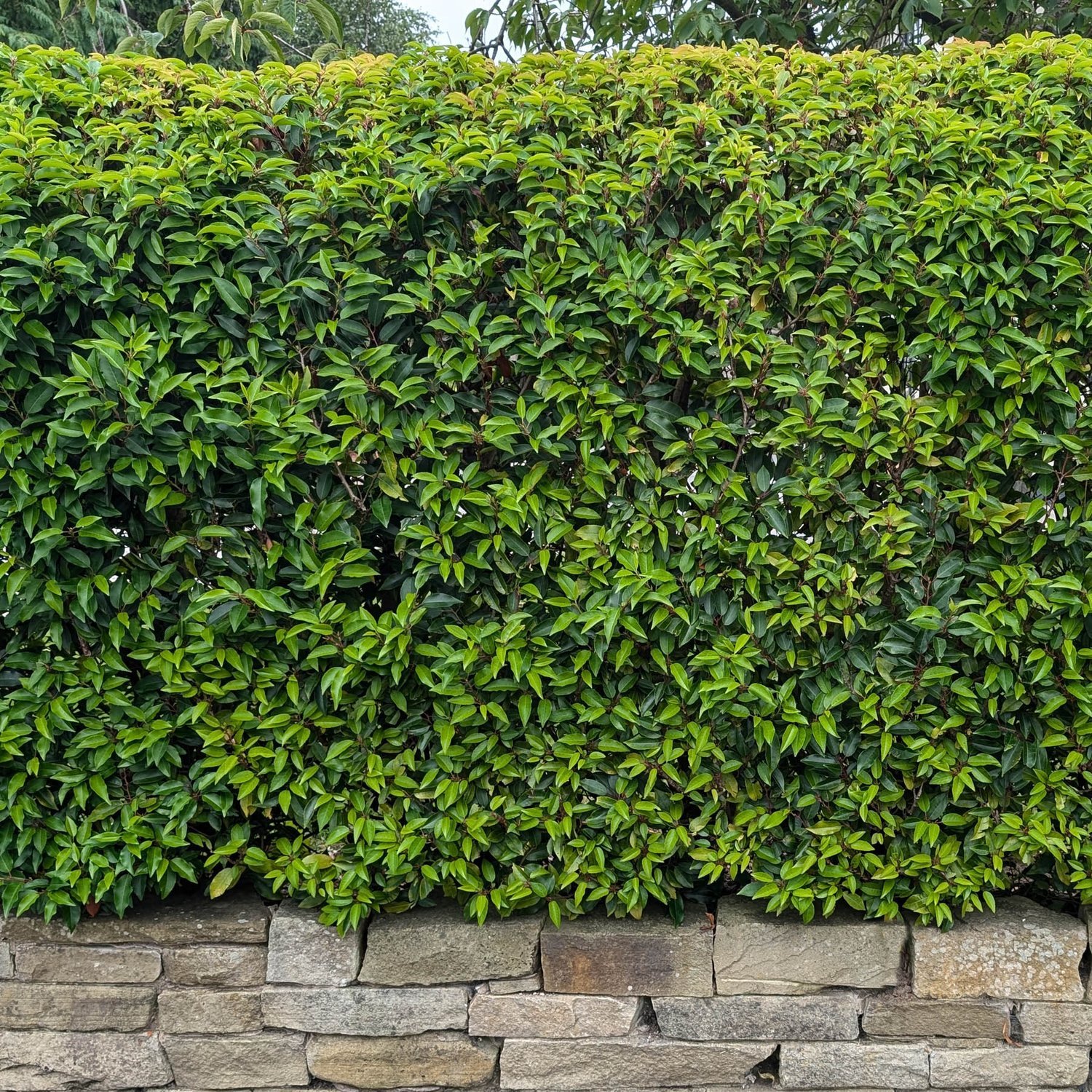 How do I look after my newly planted hedge?