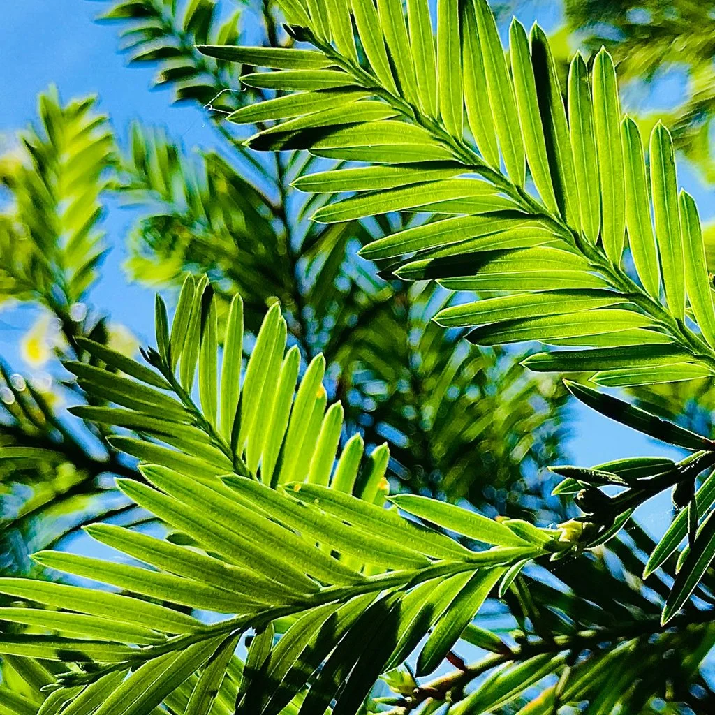 taxus-baccata-hedging-foliage.jpg