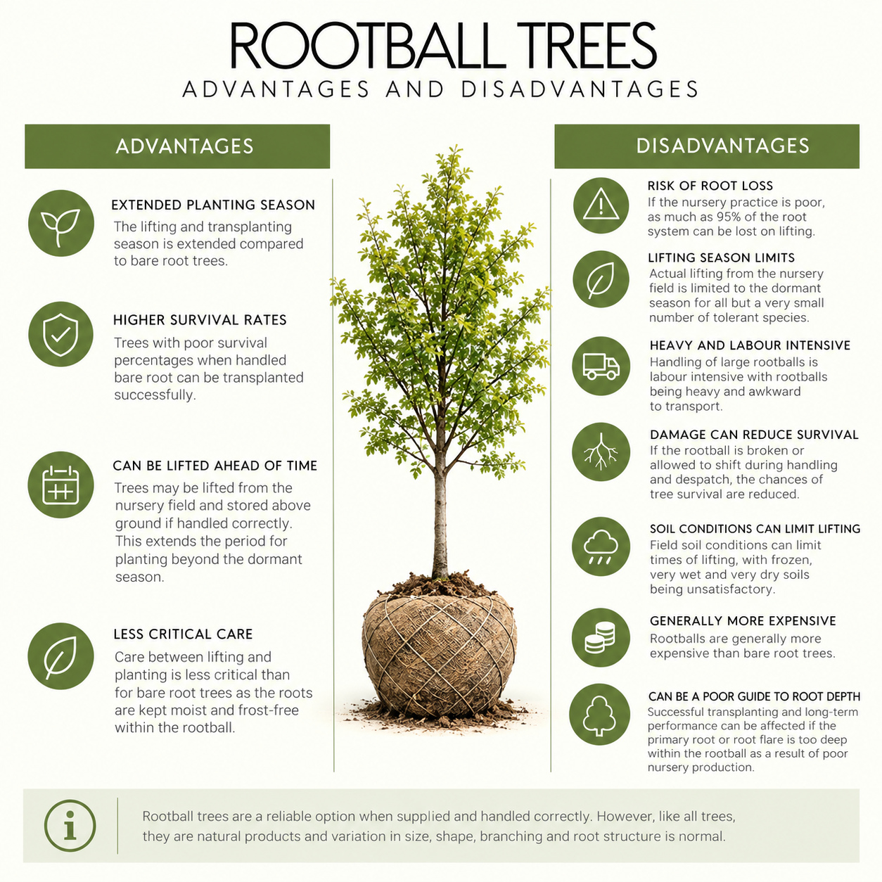 rootball-trees-pros-and-cons.png