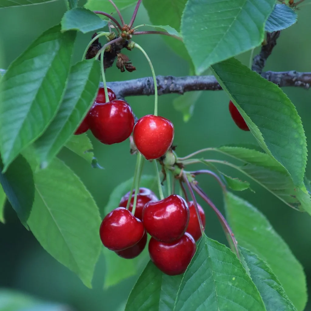 prunus-avium-fruit-and-meaves.jpg