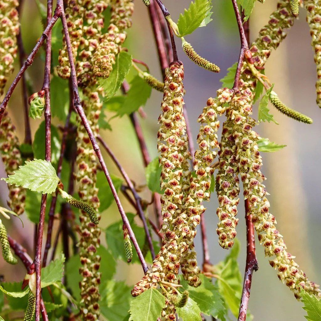 betual-pendula-catkins.jpg