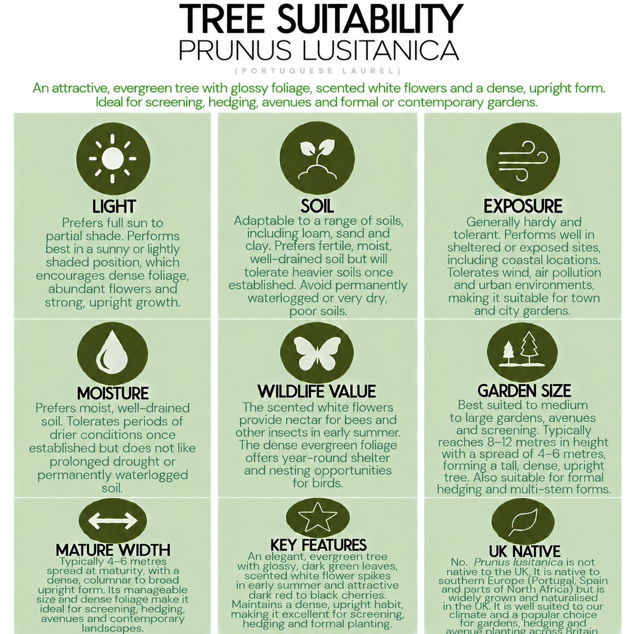 tree-suitability-guide-prunus-lusitanica.png