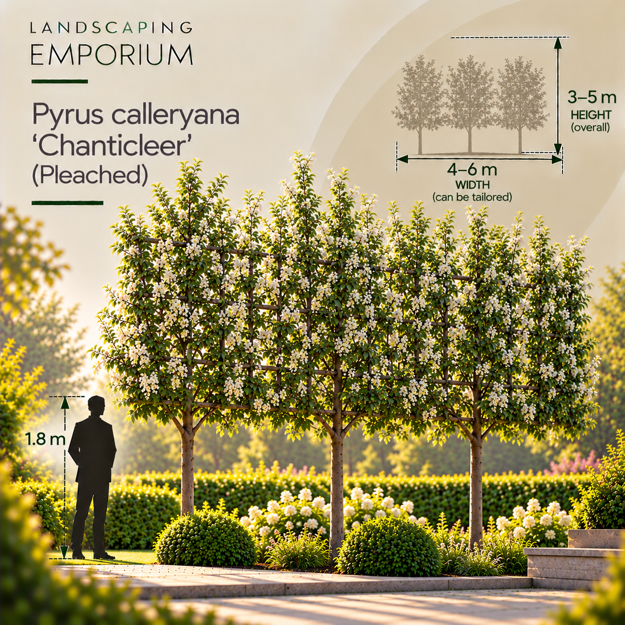 mature-tree-size-guide-pyrus-calleryana-chanticleer-pleached.png