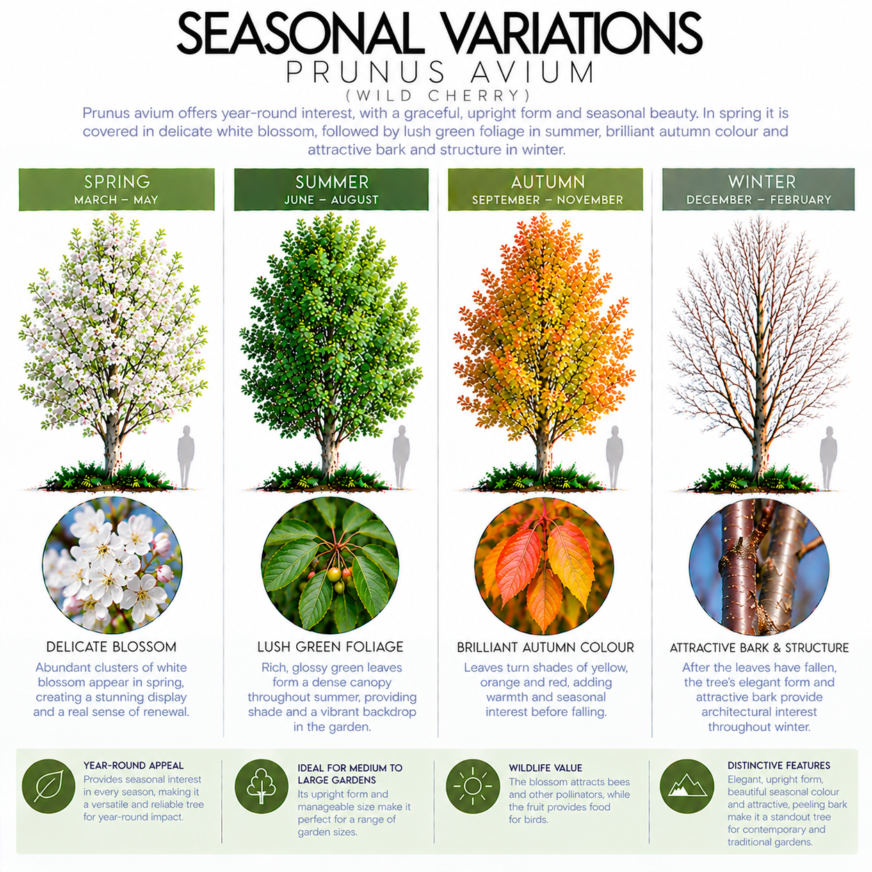 prunus-avium-seasonal-variation.png