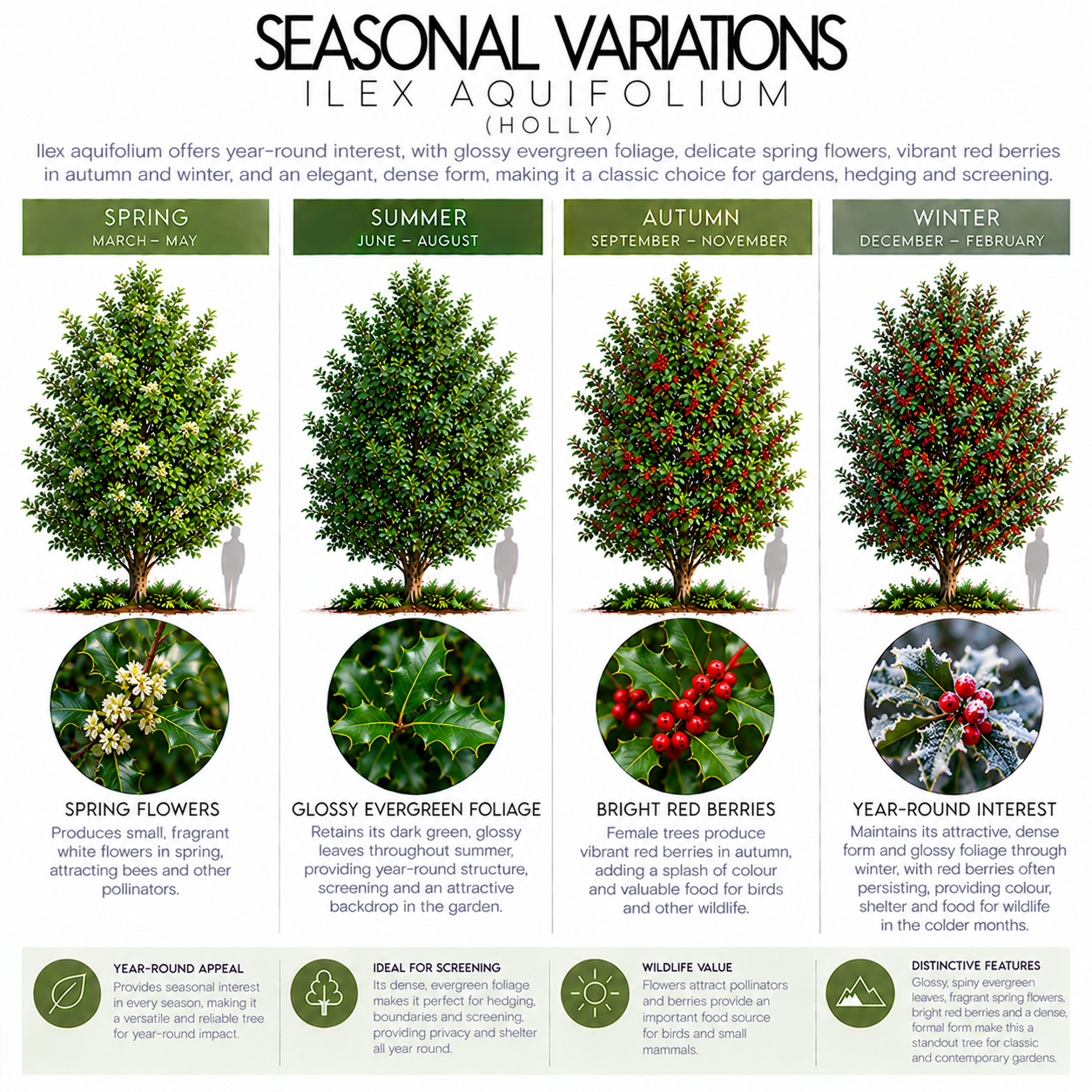 ilex-aquifolium-seasonal-variation.png