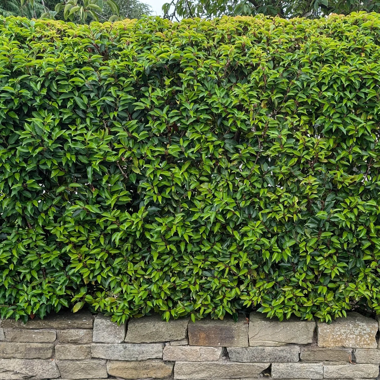 Prunus lusitanica 'Angustifolia' Hedging (Rootballed)