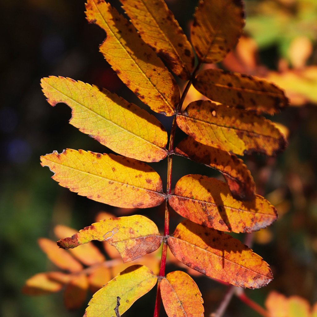 sorbus-aucuparia-hedging-autumn-leaf.jpg