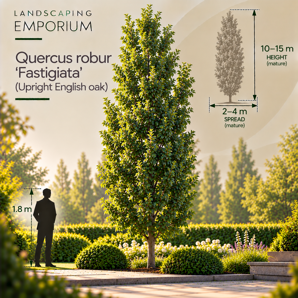 Quercus robur ‘Fastigiata’ – Upright English Oak