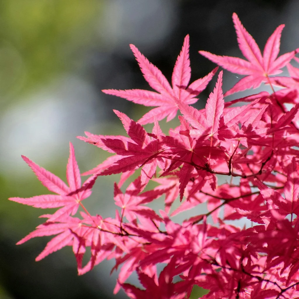 acer-palmatum-foliage.jpg