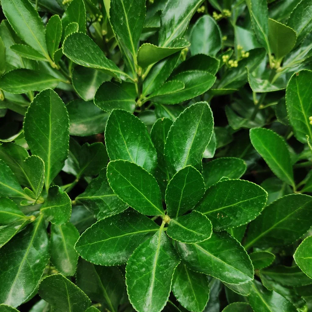 Escallonia Iveyi ornamental flowering hedging
