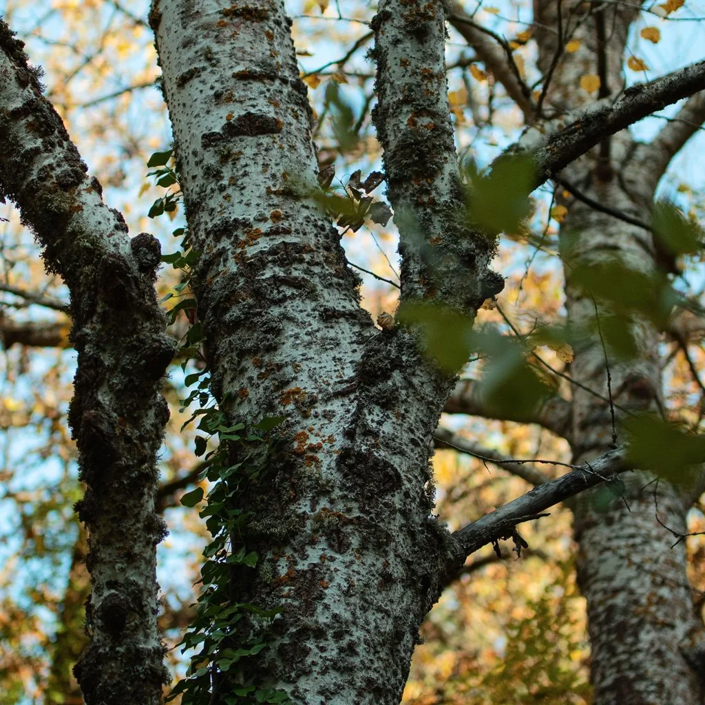 betula-nigra-trunks.jpg