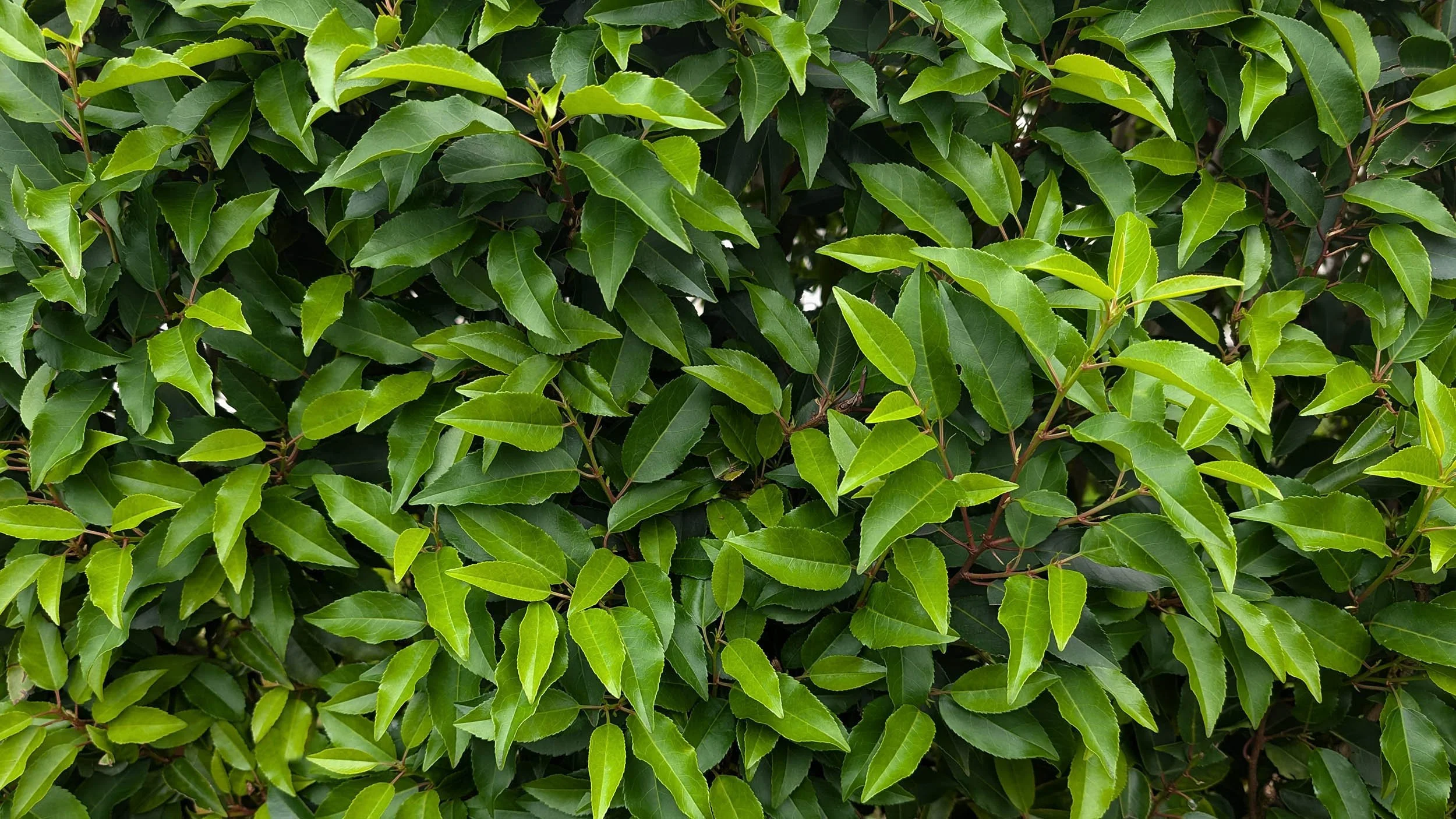 Hedge