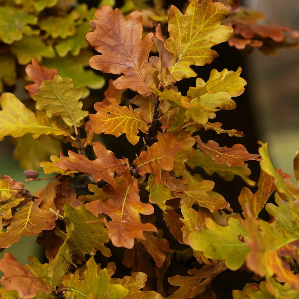 quercus-robur-hedge-autumn.jpg