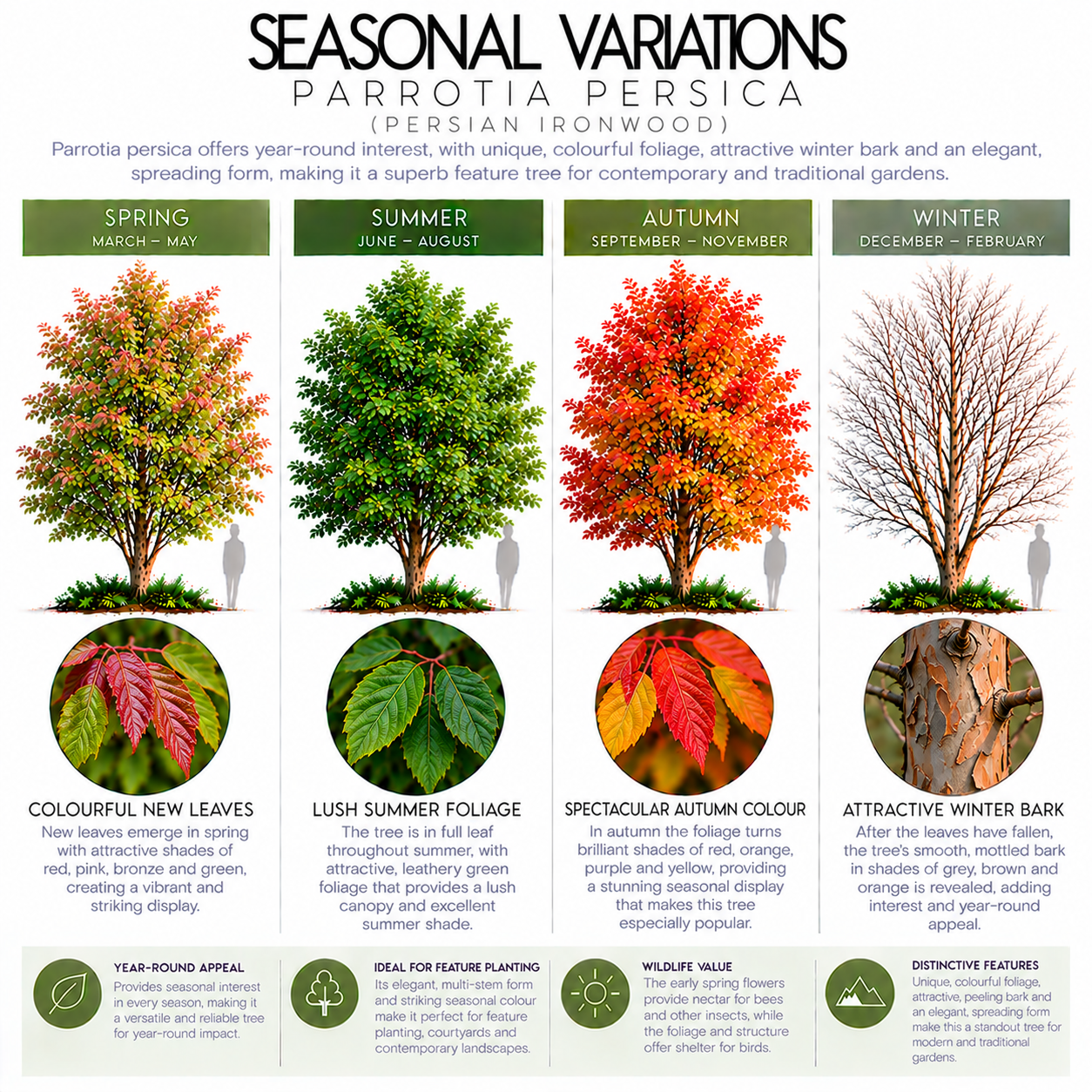 parrotia-persica-seasonal-variation.png