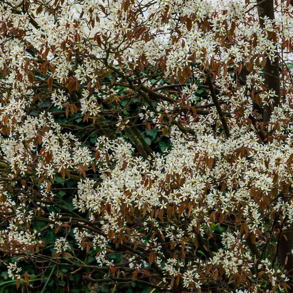 Amalanchier-lamarckii-hedging.jpg