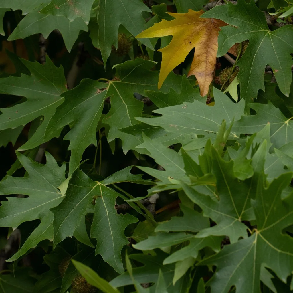 liquidambar-styraciflua-worplesdon-summer-leaves.jpg
