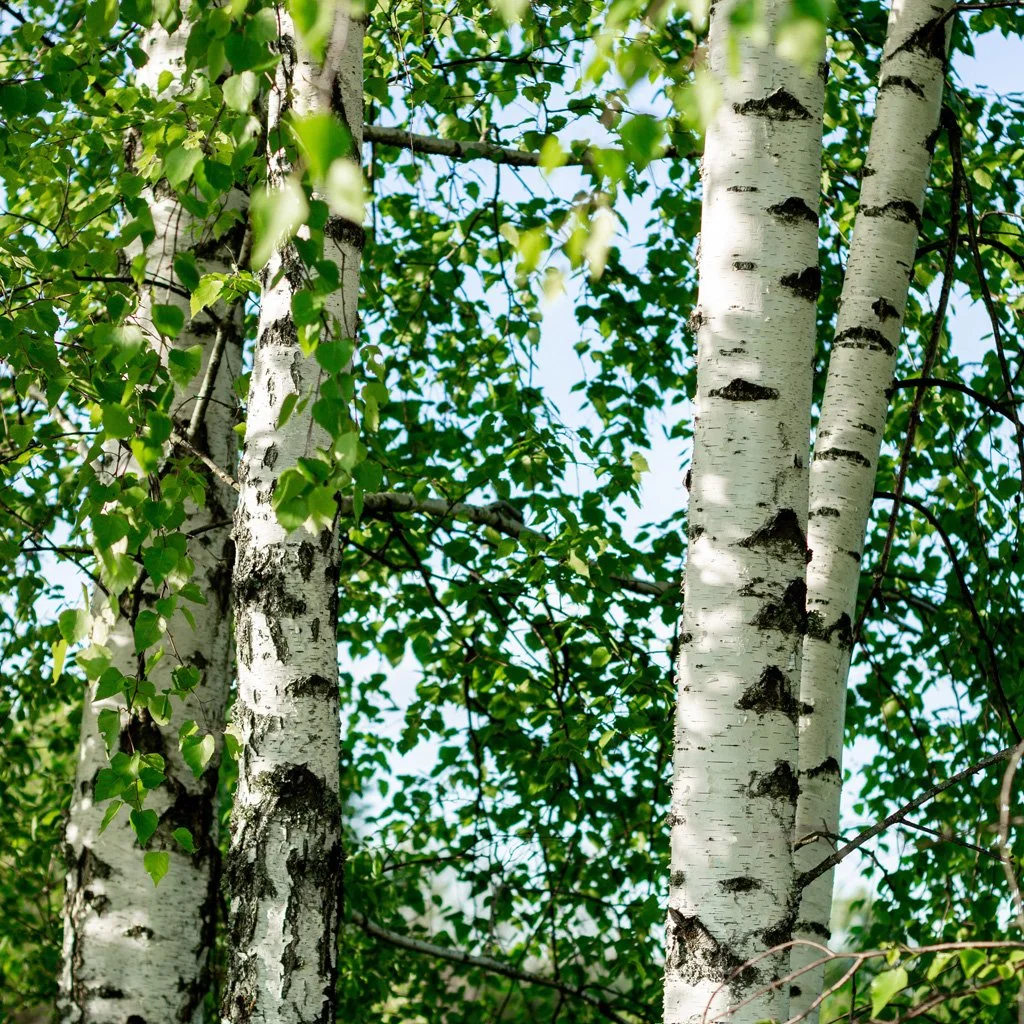 betula-nigra-tree-trunks.jpg