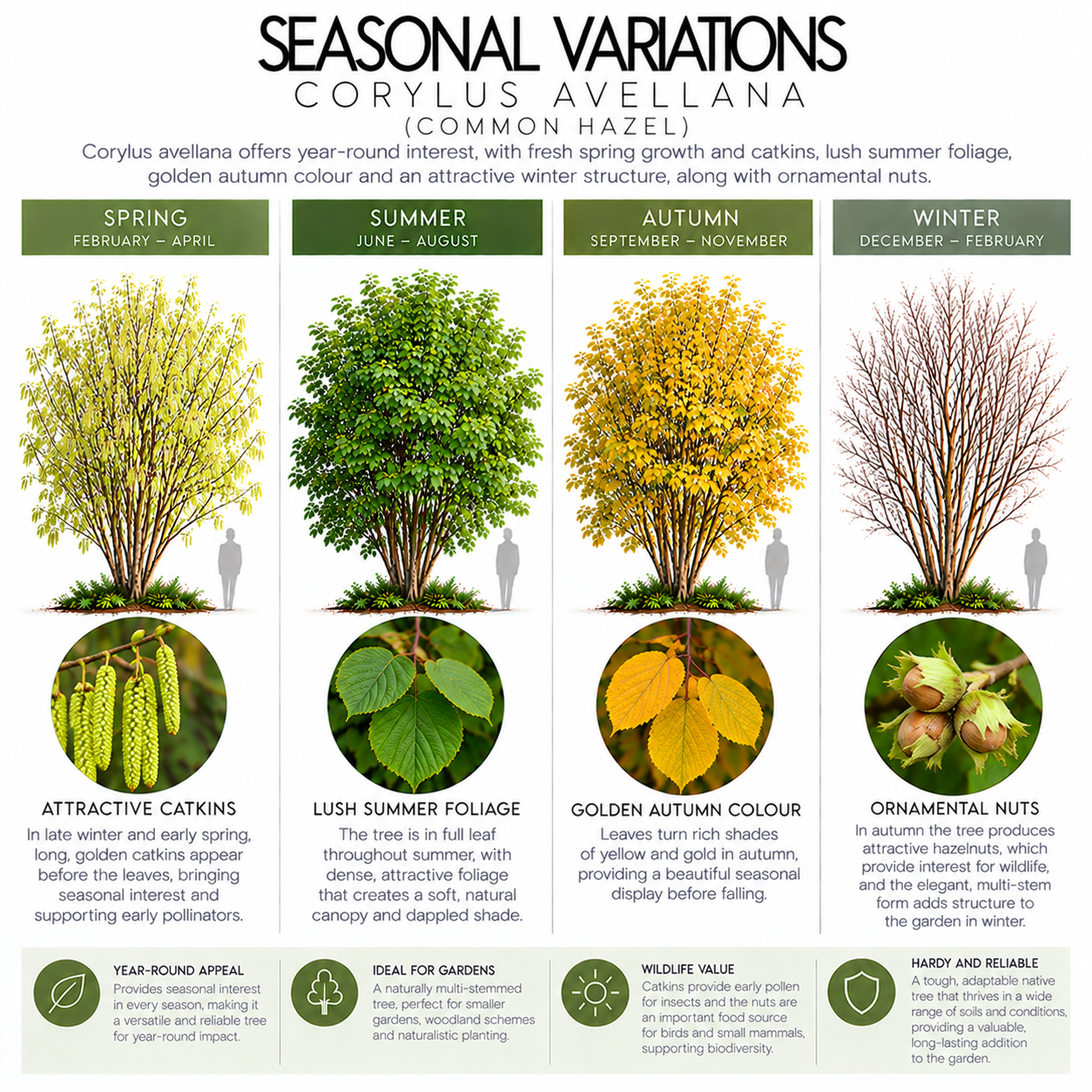 corylus-avellana-seasonal-variation.png
