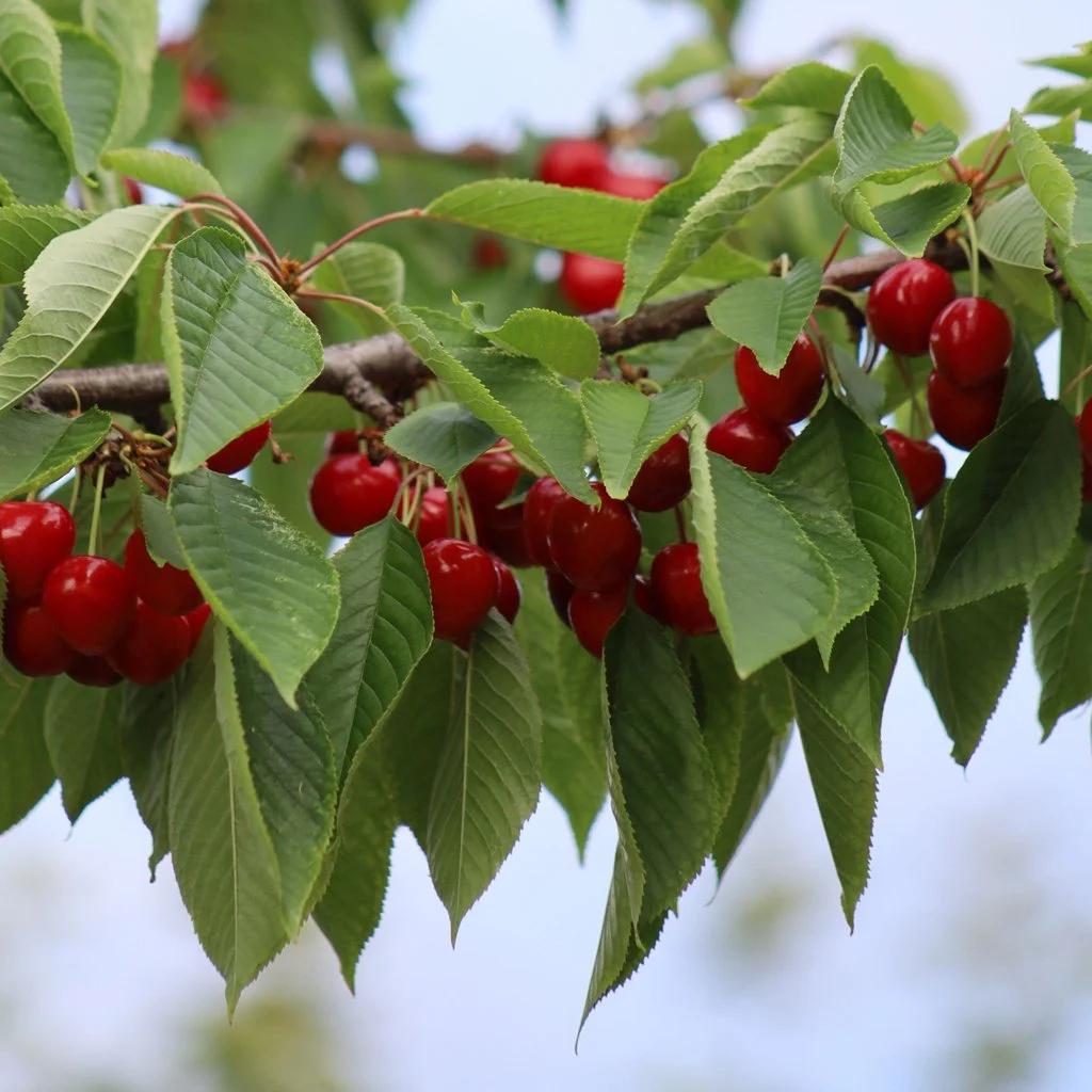 prunus-avium-fruit.jpg