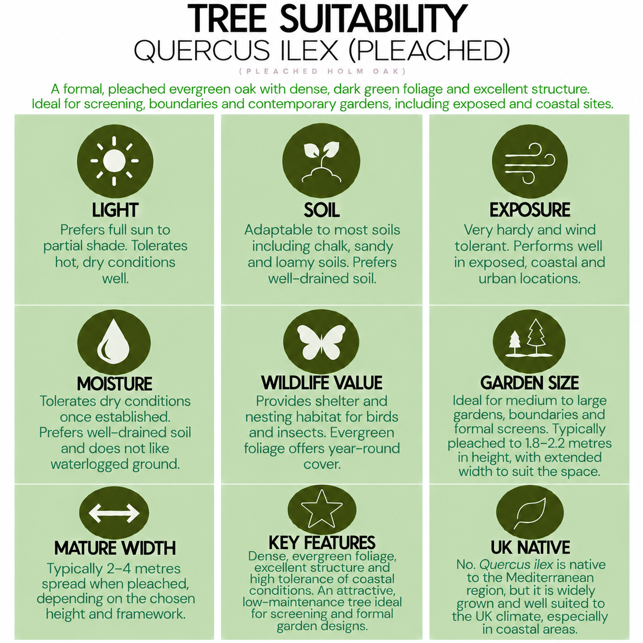tree-suitability-guide-quercus-ilex-pleached.png