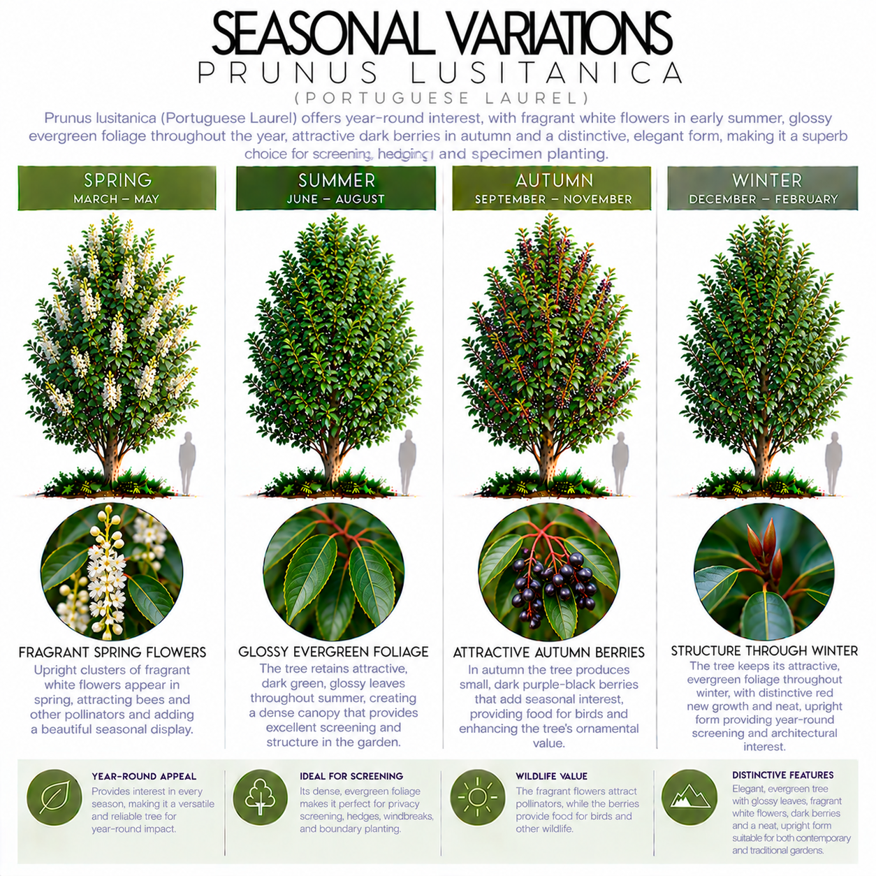 prunus-lusitanica-seasonal-variations.png
