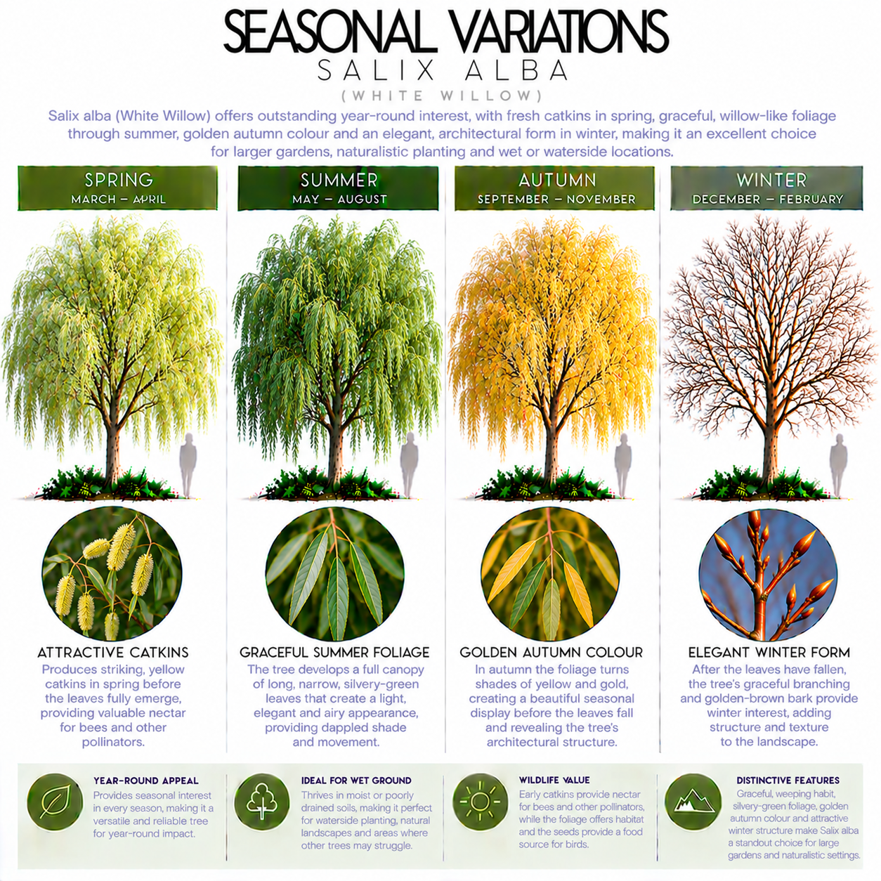 salix-alba-seasonal-variation.png