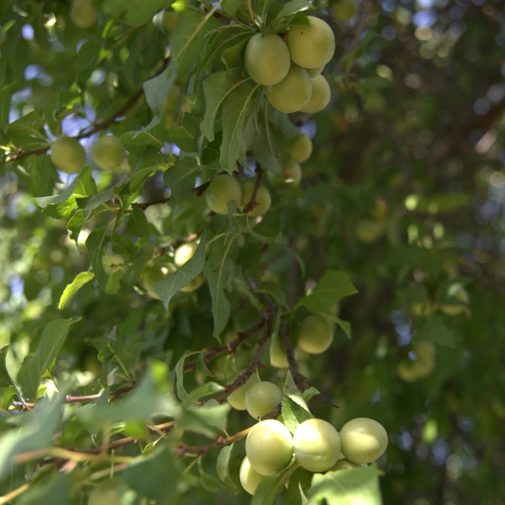 prunus-avium-unripe-fruit.jpg