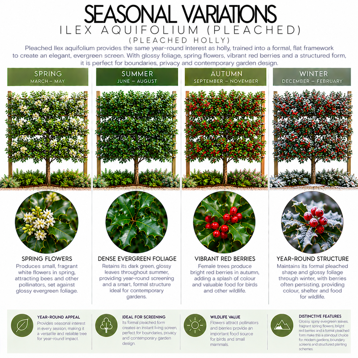 ilex-aquifolium-pleached-seasonal-variations.png