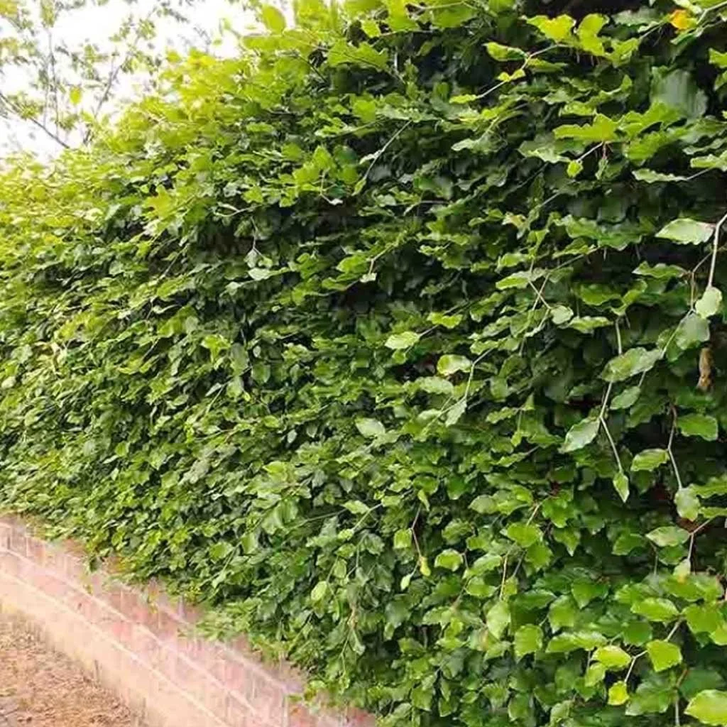 Beech hedge in summer