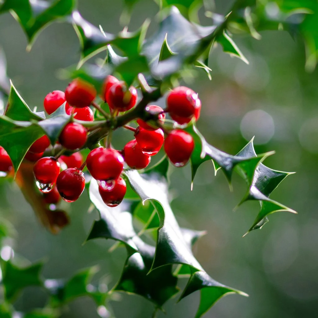 ilex-aquifolium-hedging-berries.jpg