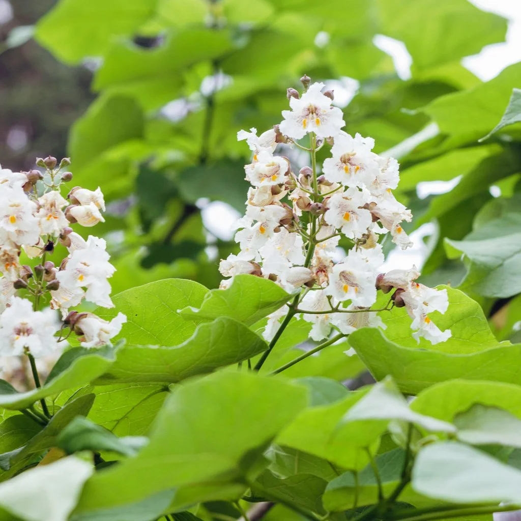 catalpa-bignonioides-Nana-foliage-and-flowers.jpg