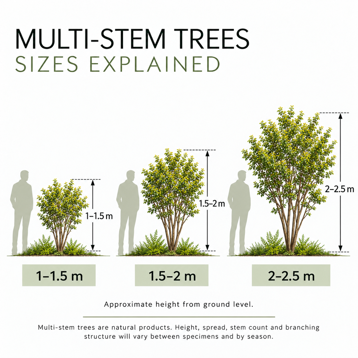 tree-sizes-explained-multi-stem-trees.png