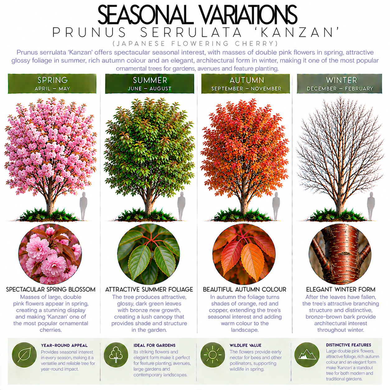 prunus-serrulata-kanzan-seasonal-variation.png