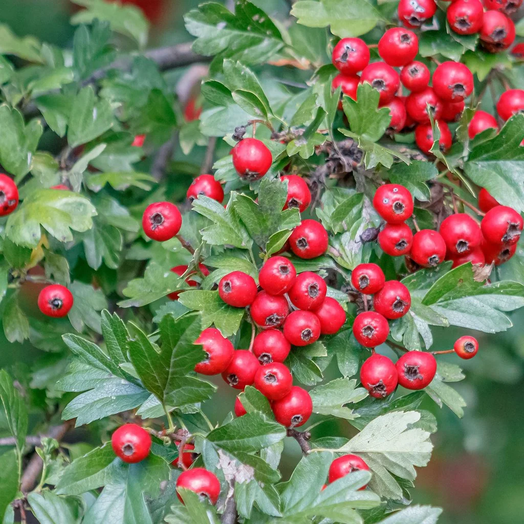 crataegus-monogyna-hedging-fruit.jpg