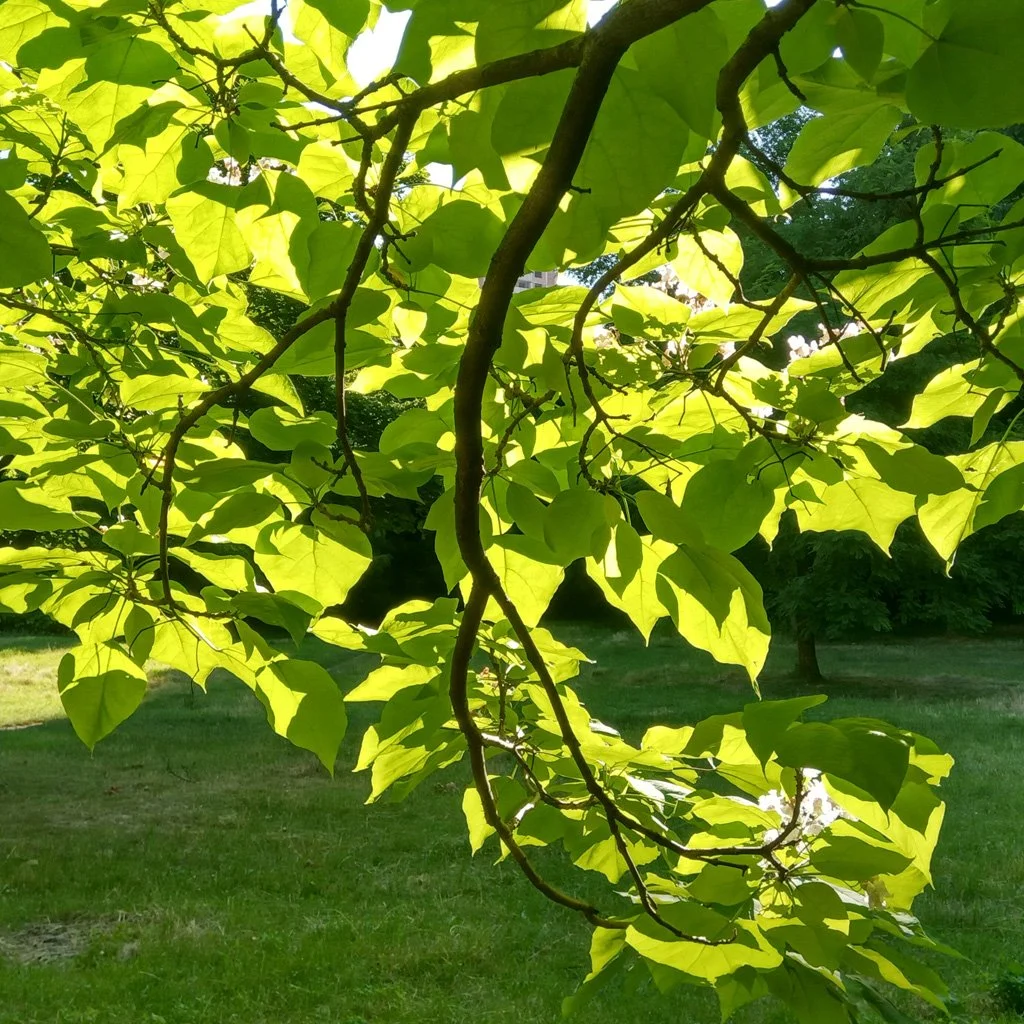 Catalpa bignonioides 'Nana' - Indian Bean Tree