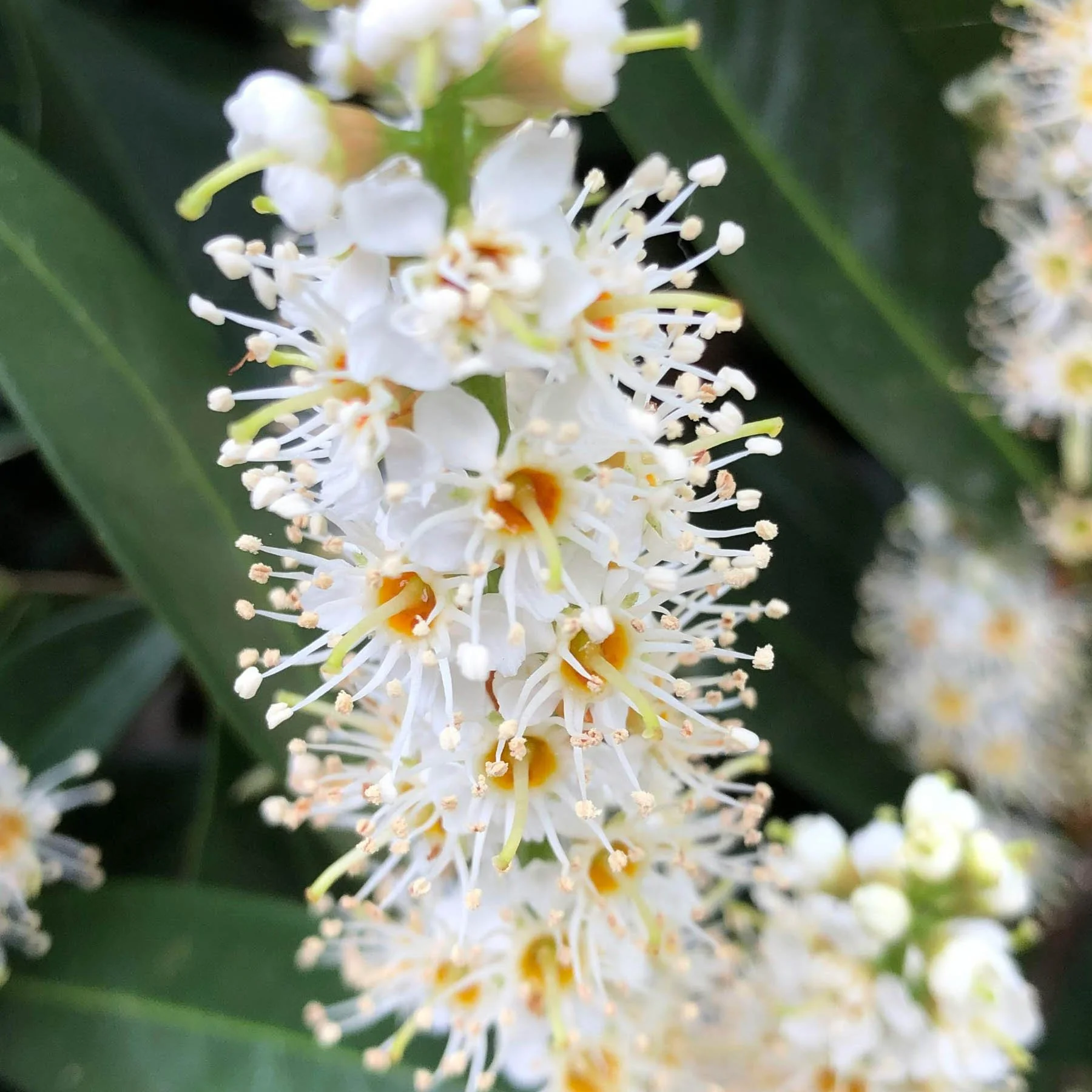 Prunus-lusitanica-flower.JPG