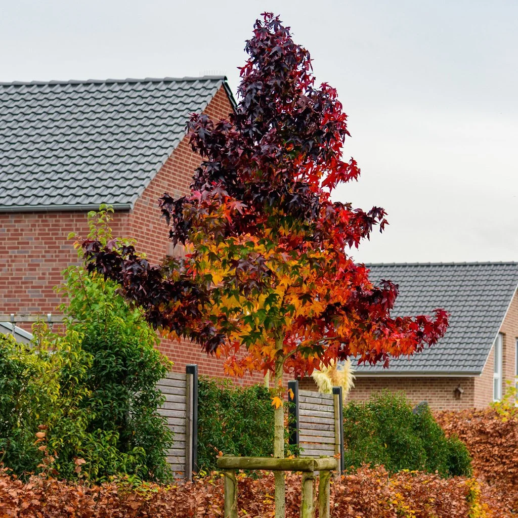 Liquidambar styraciflua 'Worplesdon' - Sweet Gum Tree