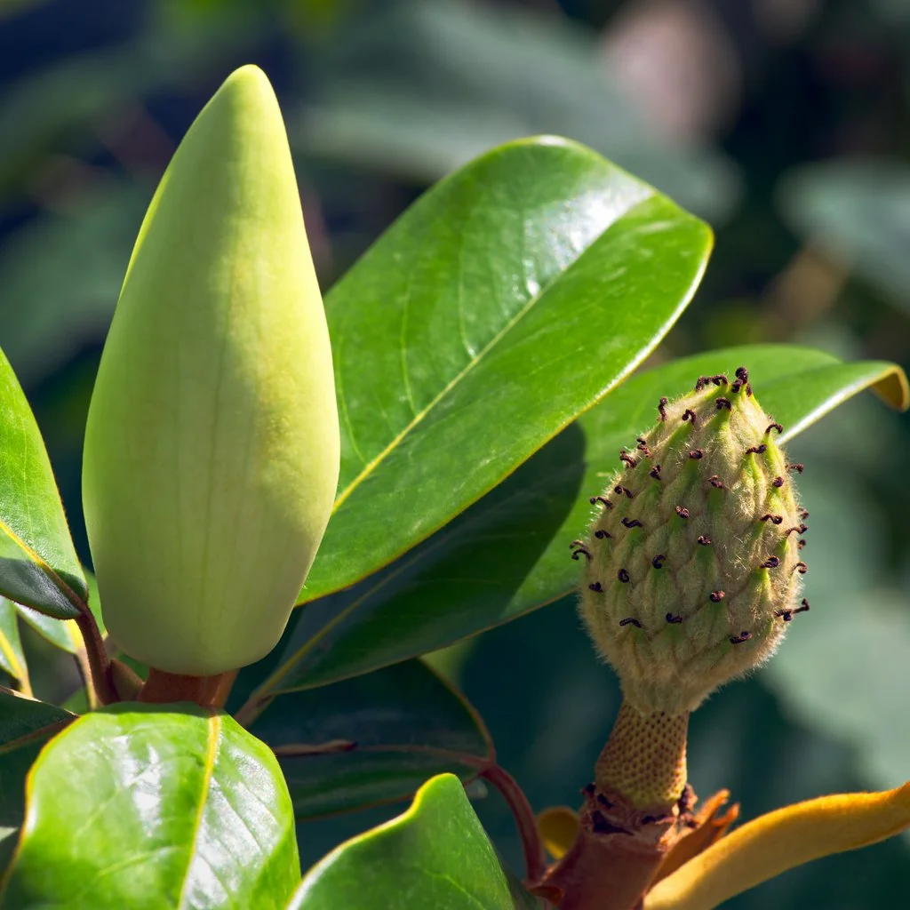magnolia-grandiflora-bud-and-faded-flower.jpg