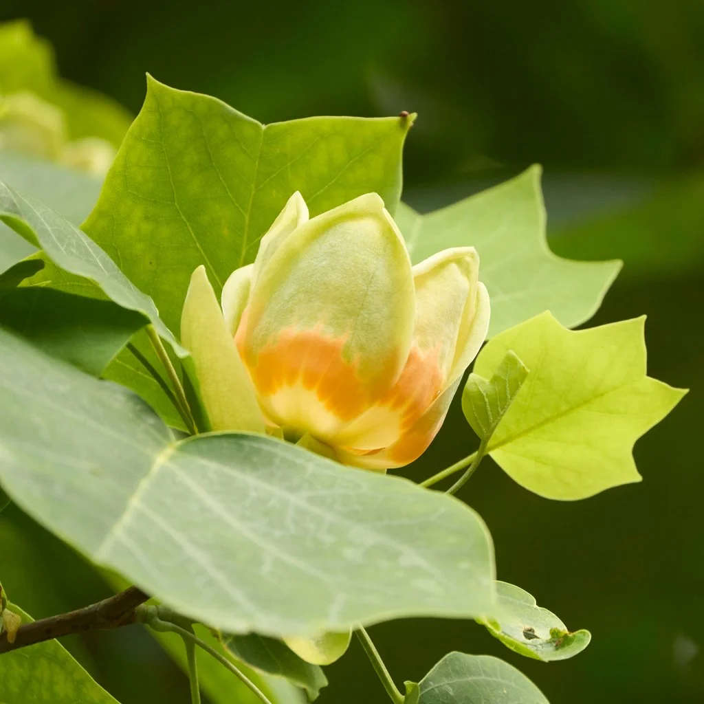 liriododendron-tulipifera-foliage-and-flower.jpg