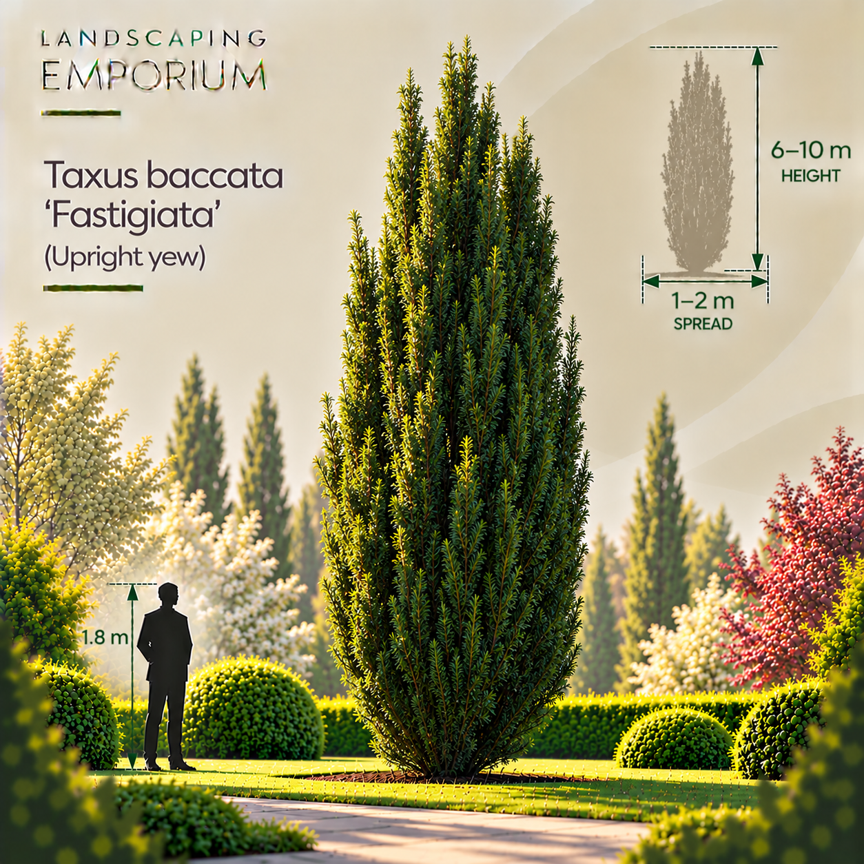 tree-size-graphic-taxus-baccata-Fastigiata.png