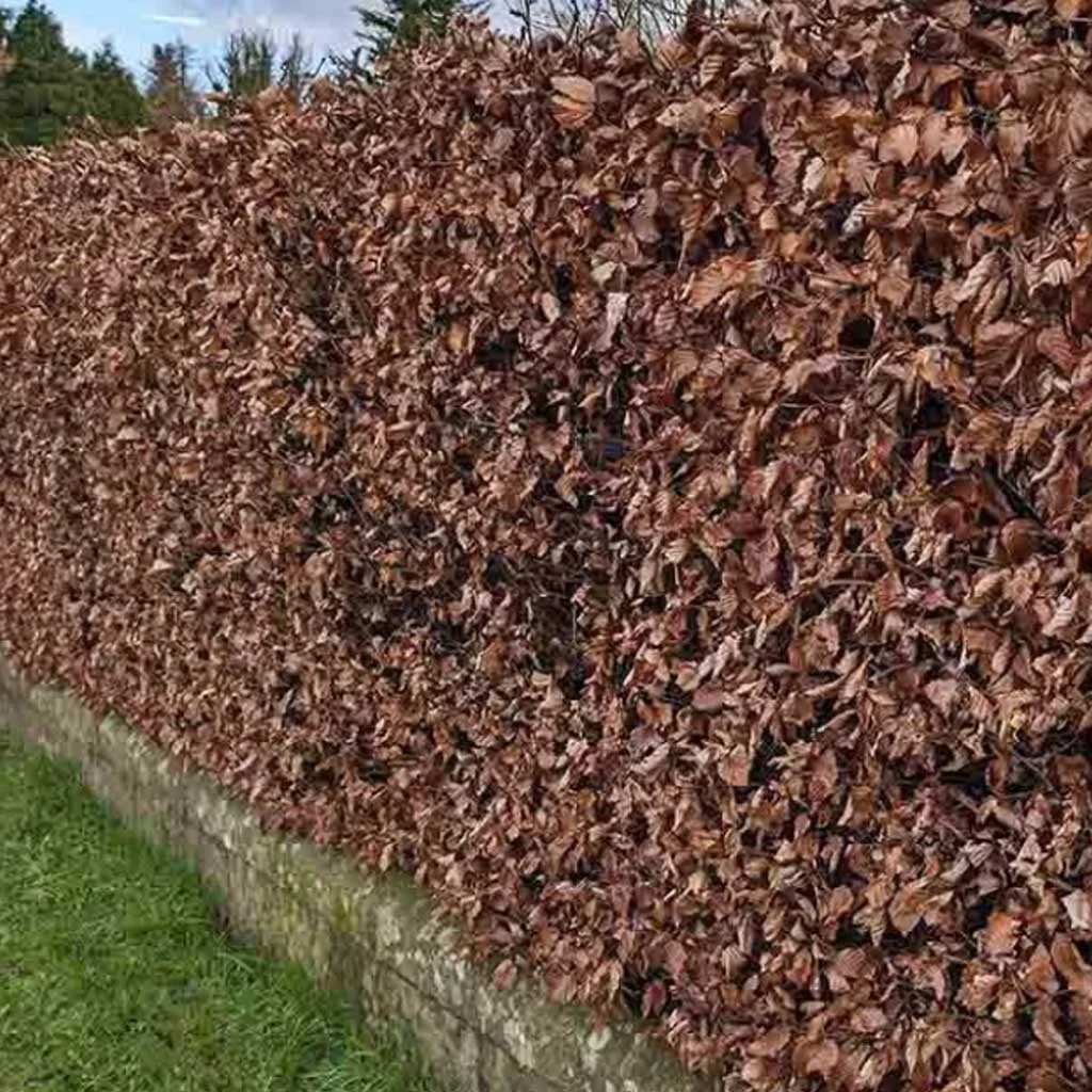 Beech hedge in Winter