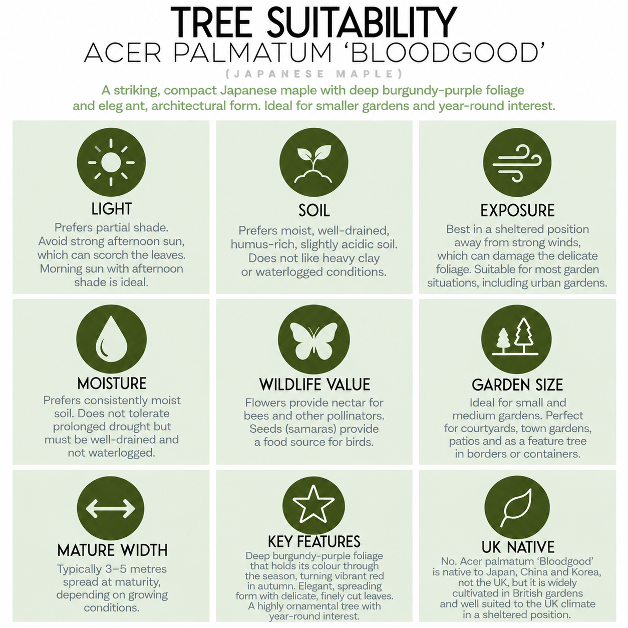 tree-suitability-guide-acer-palmatum-bloodgood.png