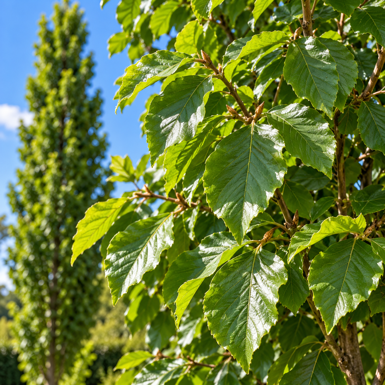 Fagus sylvatica 'Dawyck' – Columnar Beech