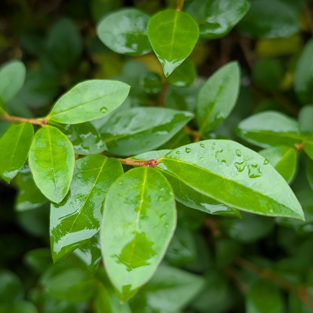 Ligustrum-ovalifolium-hedging-leaves.jpg