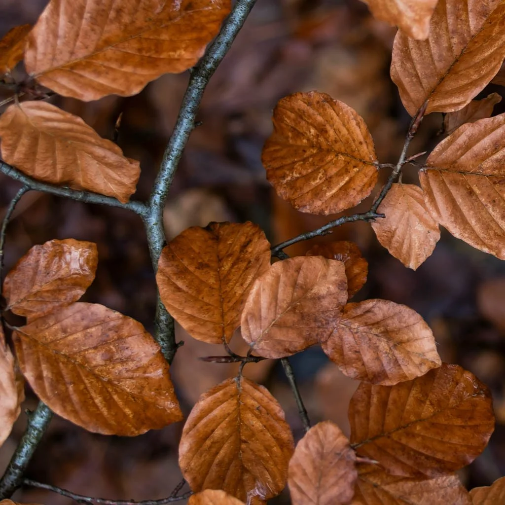 Fagus-sylvatica-hedging-branch-winter-foliage.jpg
