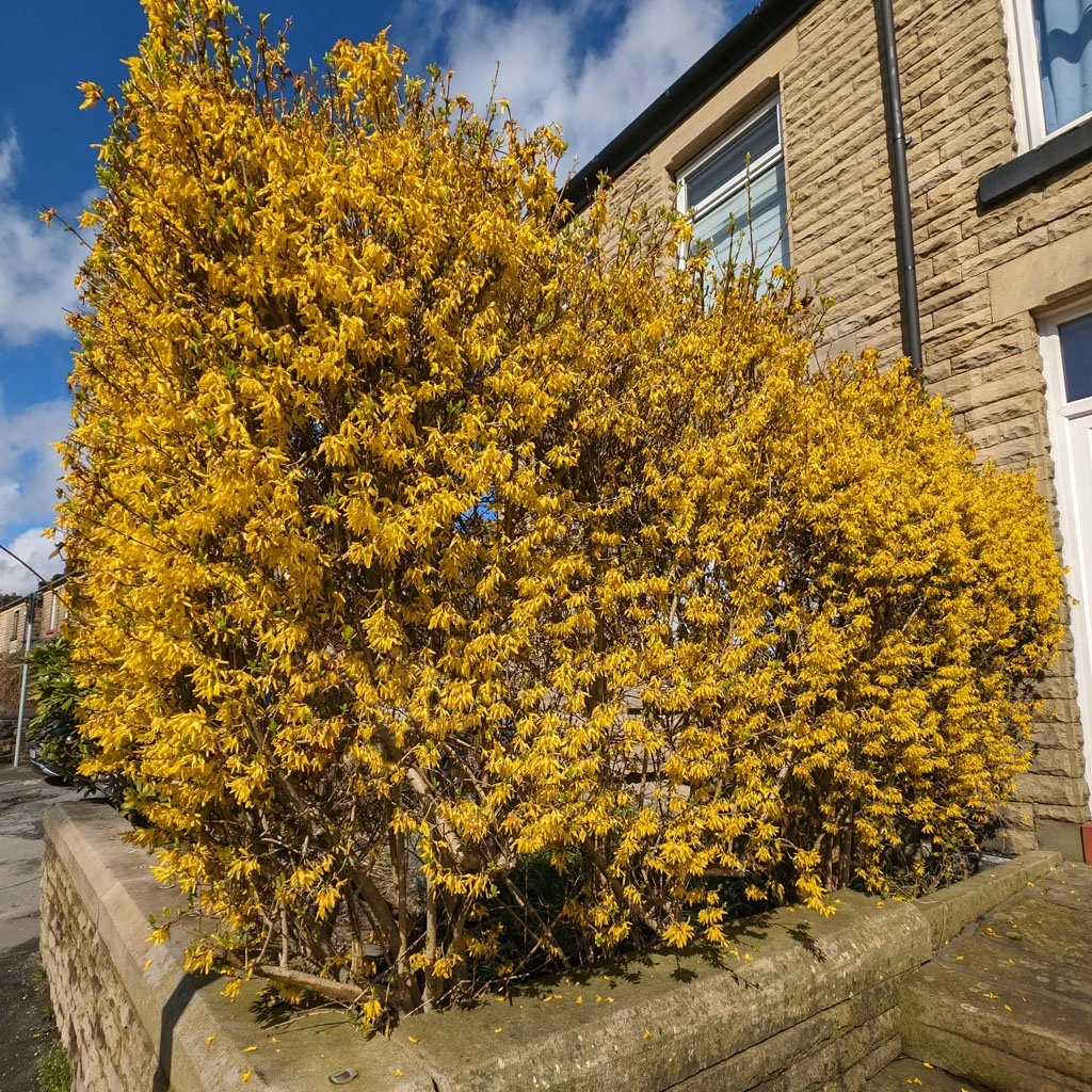 Forsythia x intermedia ‘Lynwood Gold’  Hedging (Rootballed)