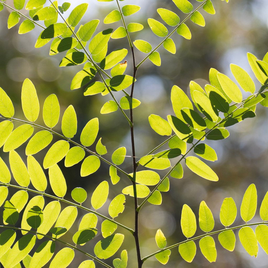gleditsia-triacanthos-skyline-leaves.jpg