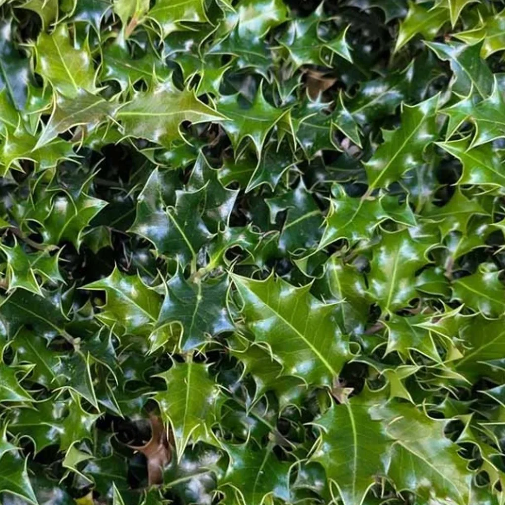 English Holly Ilex aquifolium evergreen hedging