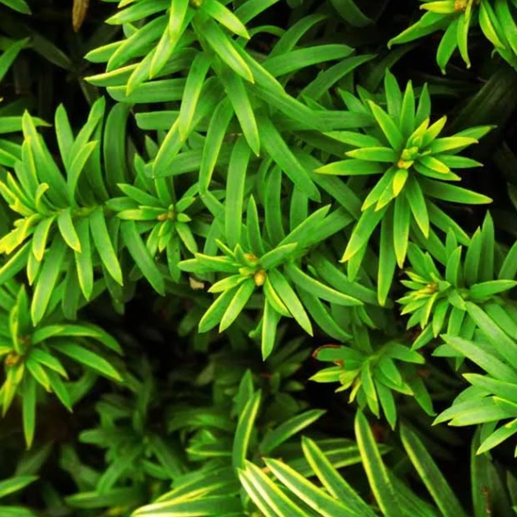 Taxus baccata Hedging (Rootballed)