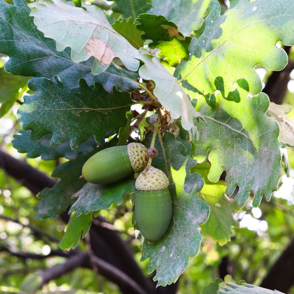 quercus-robur-hedging-leaves-and-acorn.jpg